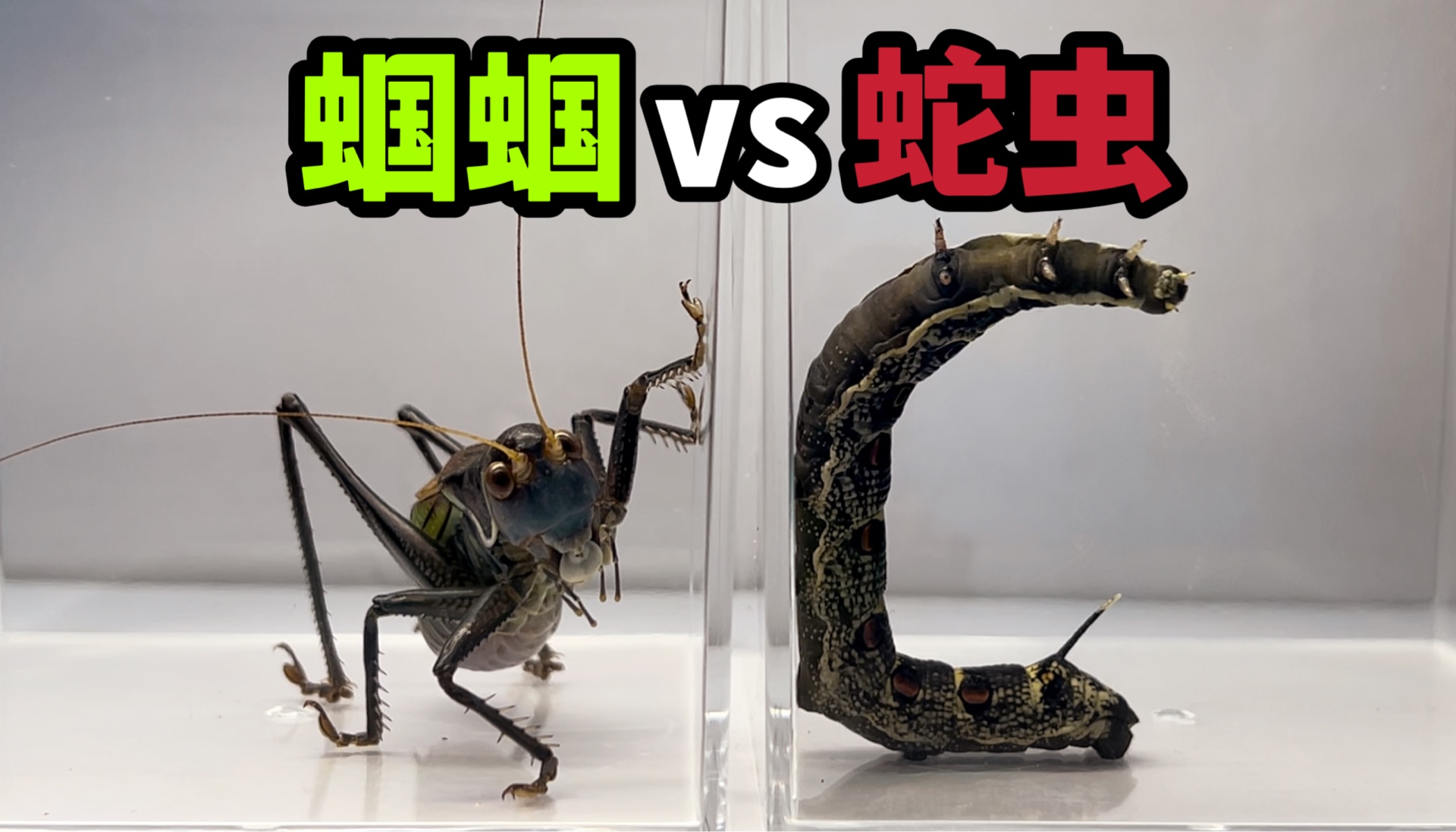 把一条蛇虫和蝈蝈关一起！会发生什么事？
