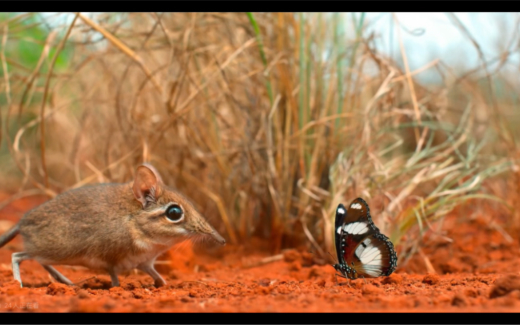 象鼩2—奔跑在孤独中的小动物,昆虫是食物,眼镜蛇是天敌,和蝴蝶也是