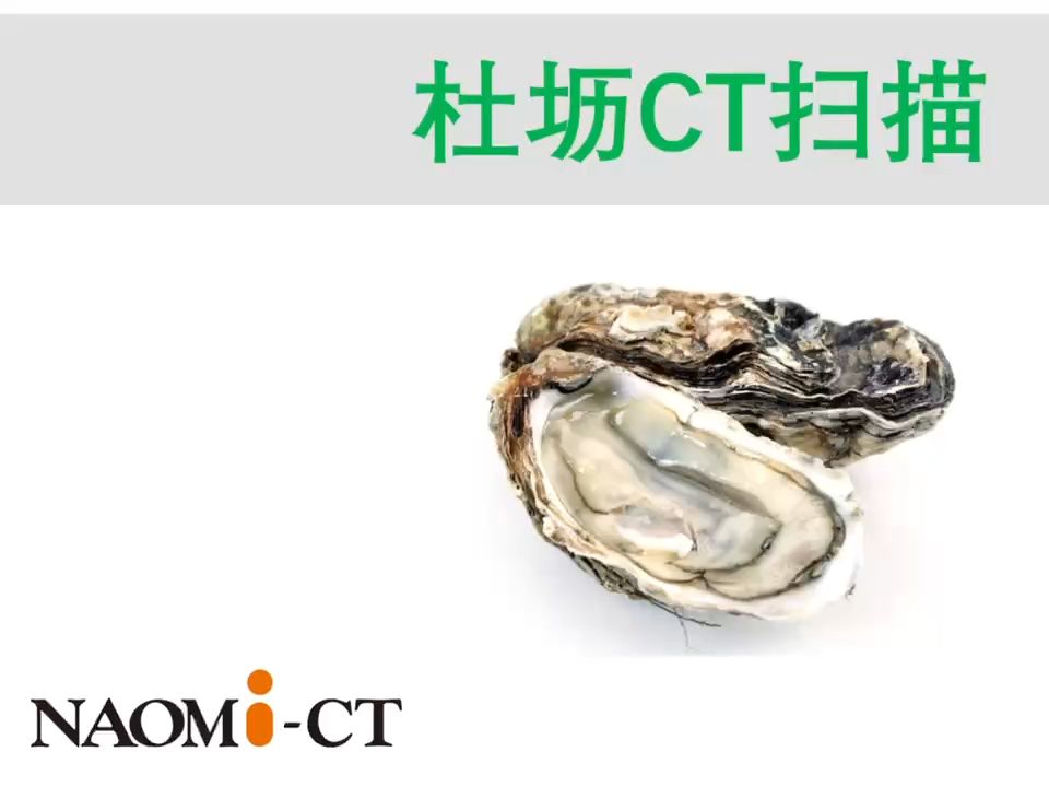 naomi-ct-牡蛎内部扫描图-桌面式ct-纳奥米检测科技