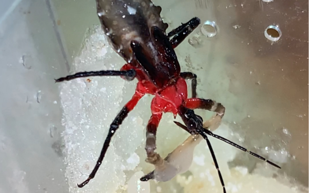 胶猎蝽,会把松胶涂抹在前足上粘小虫子吃,已经养活两个月啦,记录一下