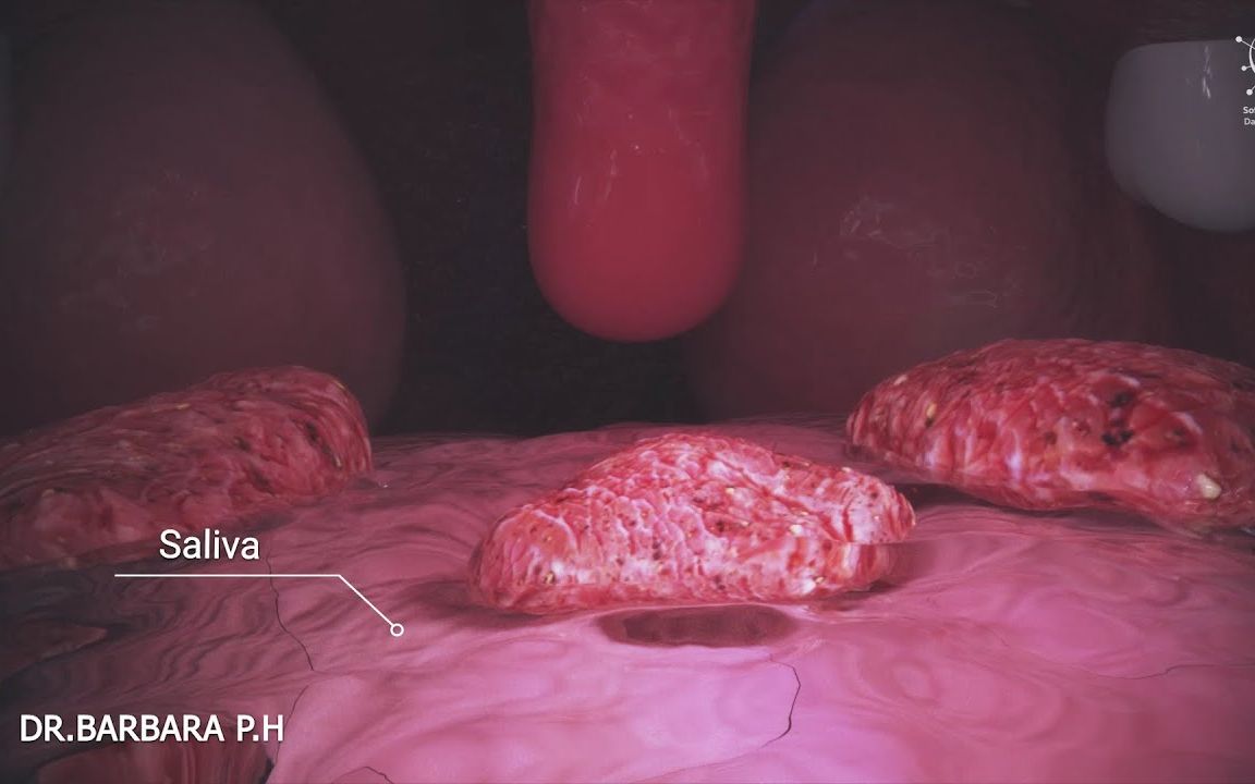 医学动画  你的身体是如何把食物变成大便的 | 人类的消化系统哔哩哔哩bilibili