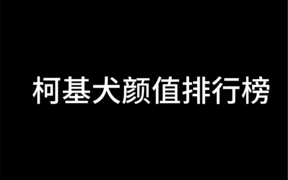 柯基犬颜值排行榜!快来看看什么样的柯基最帅哔哩哔哩bilibili