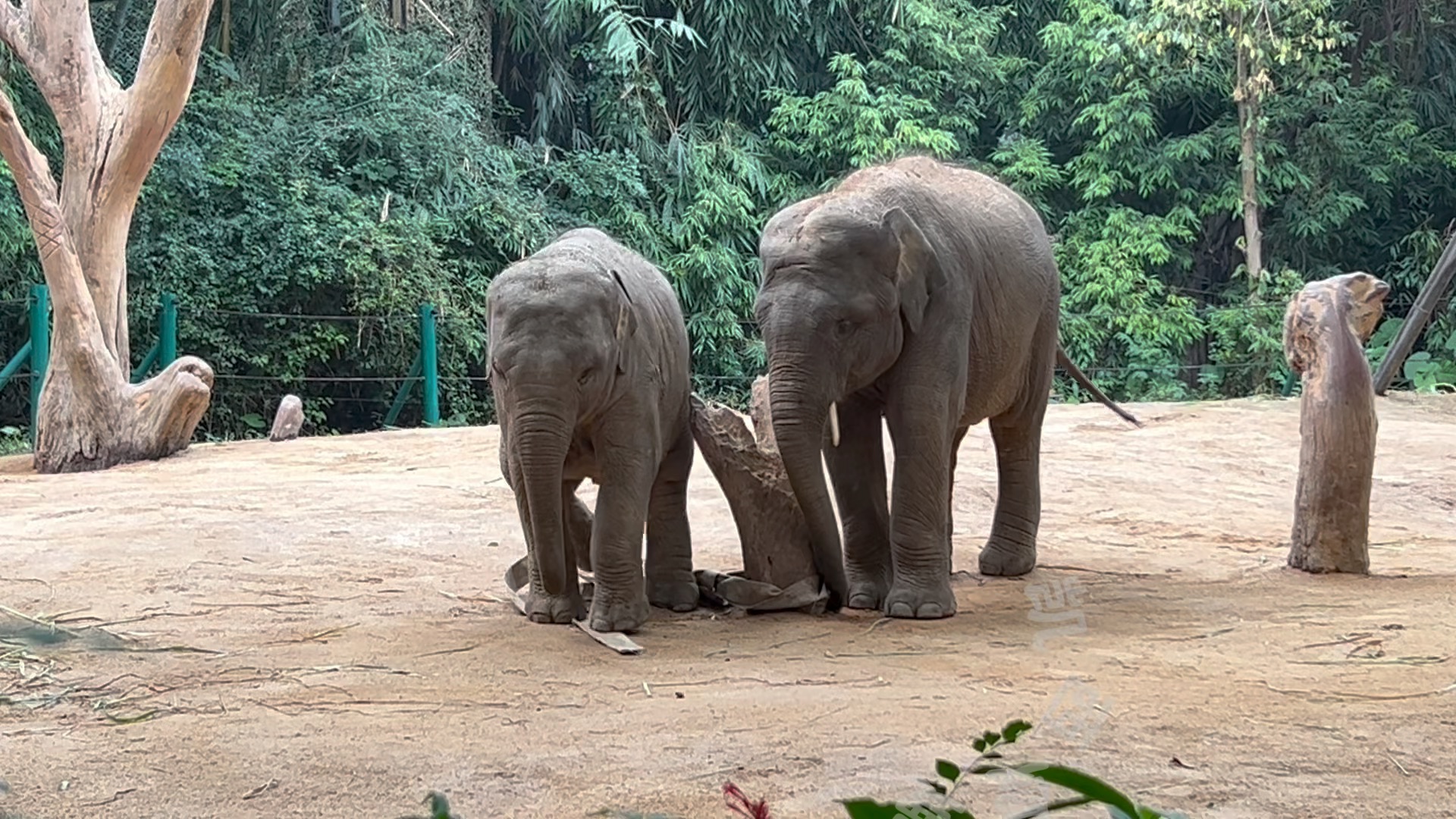 新的水帶丰容(視頻很長)#亞洲象 #長隆野生動物園 #大象威風 #大象