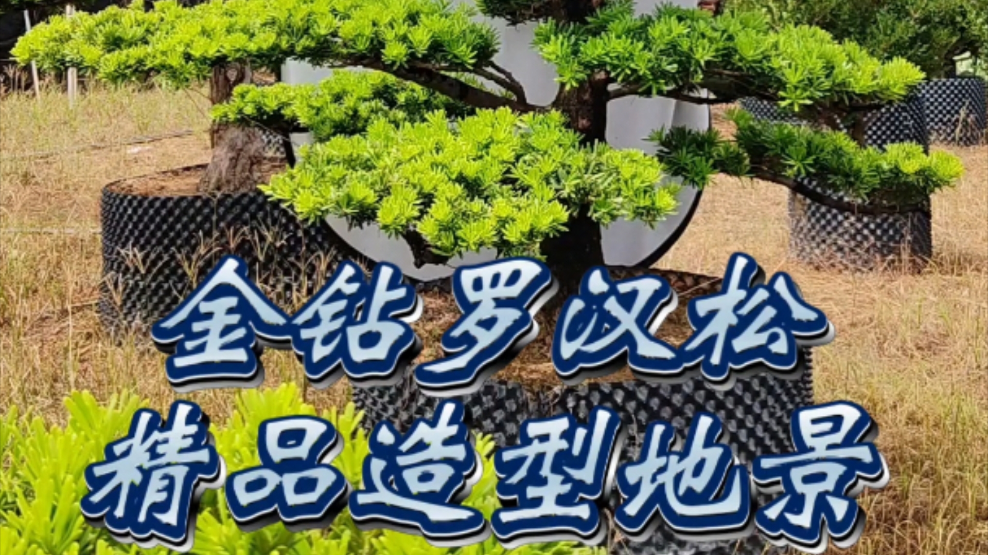 2米高的金钻罗汉松精品造型地景