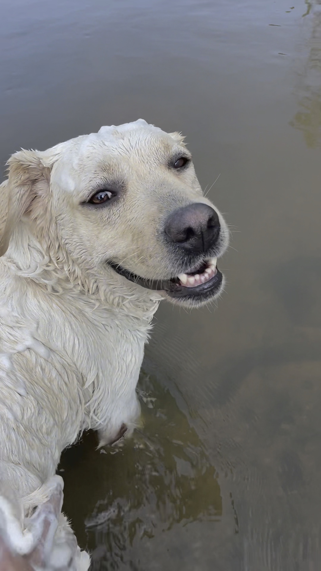 今天是洗狗子的一天[脱单doge]