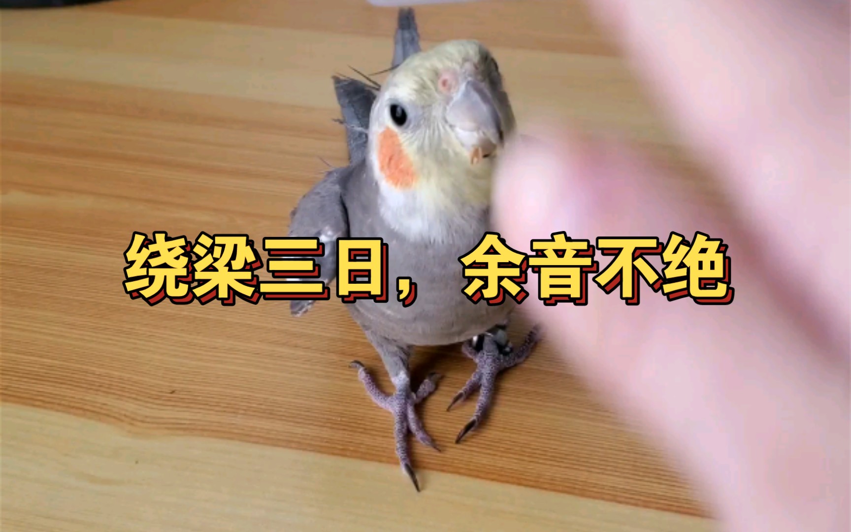 活动作品大概是叫声最难听的玄凤