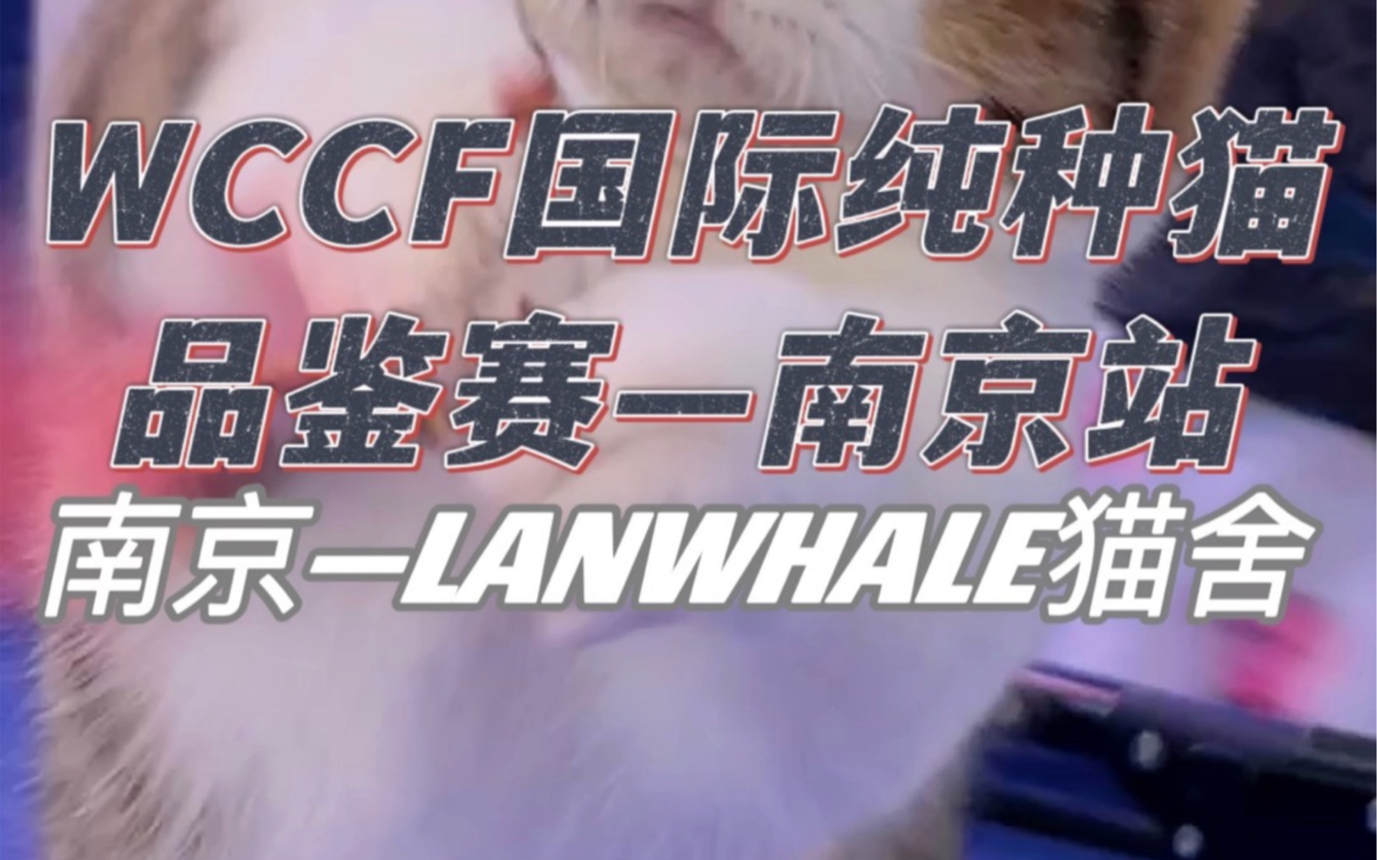 WCCF国际纯种猫品鉴赛—南京哔哩哔哩bilibili