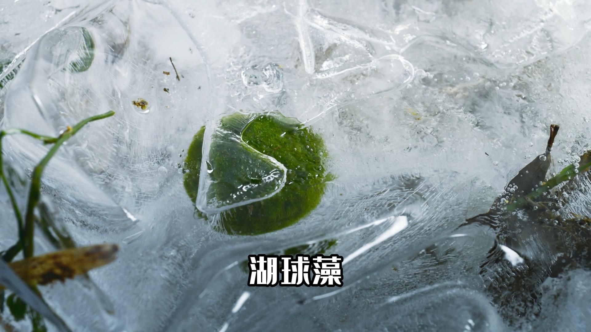 水生植物湖球藻