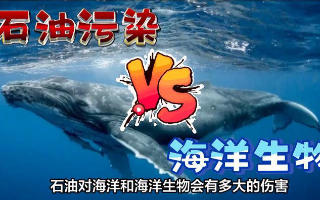 石油污染对海洋生物会有多大的伤害哔哩哔哩bilibili