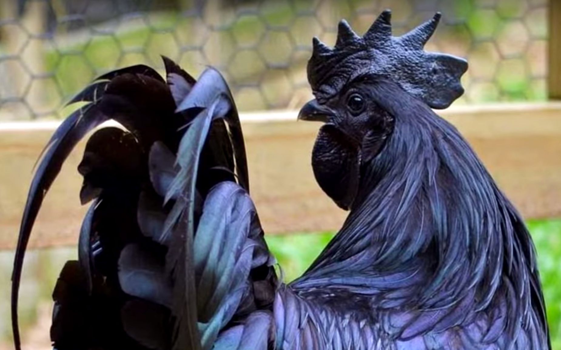 狩猎笛特殊斗技场黑狼鸟ta钩爪4分19秒