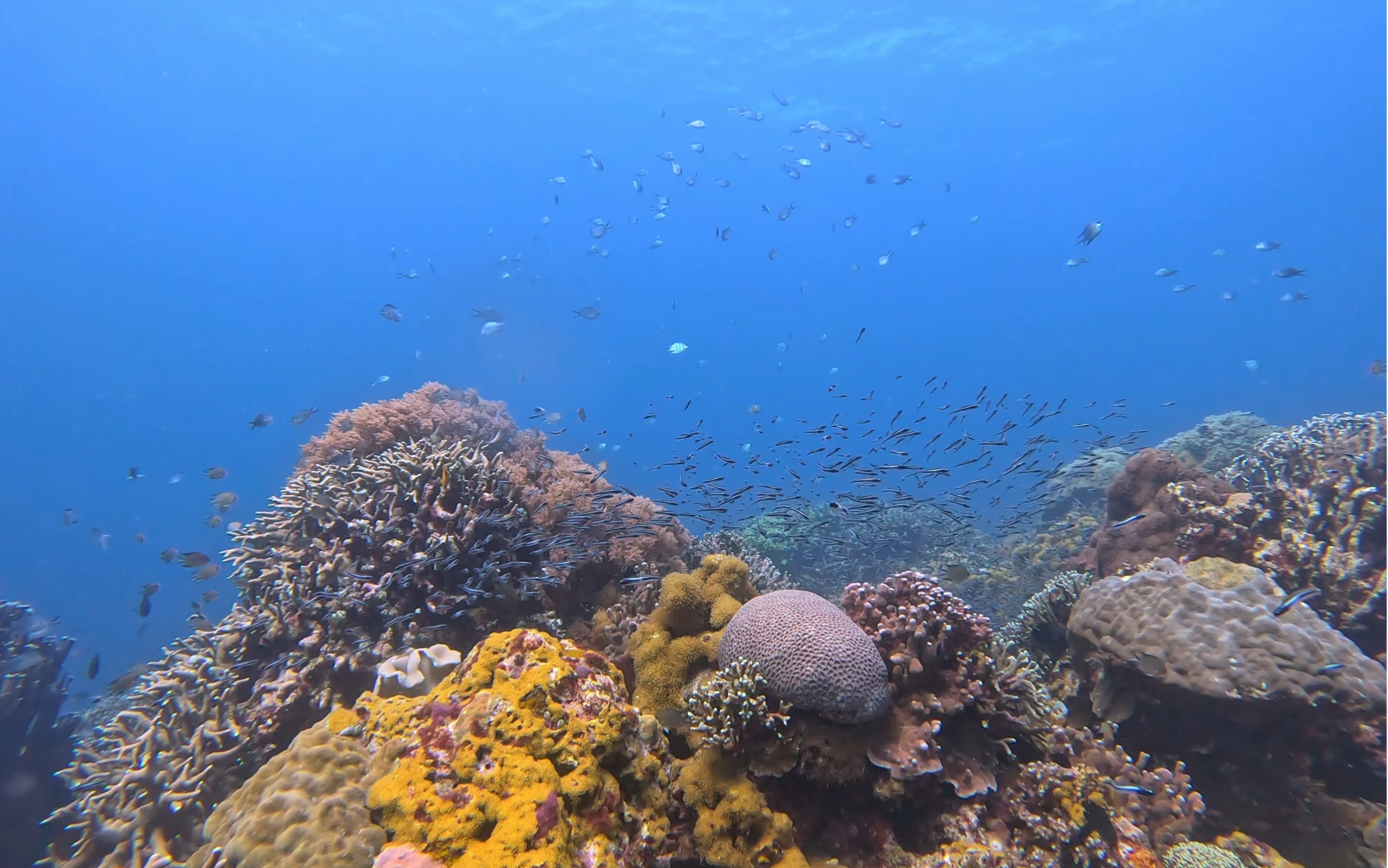 菲律宾杜马盖地apo island水下珊瑚真的太美了