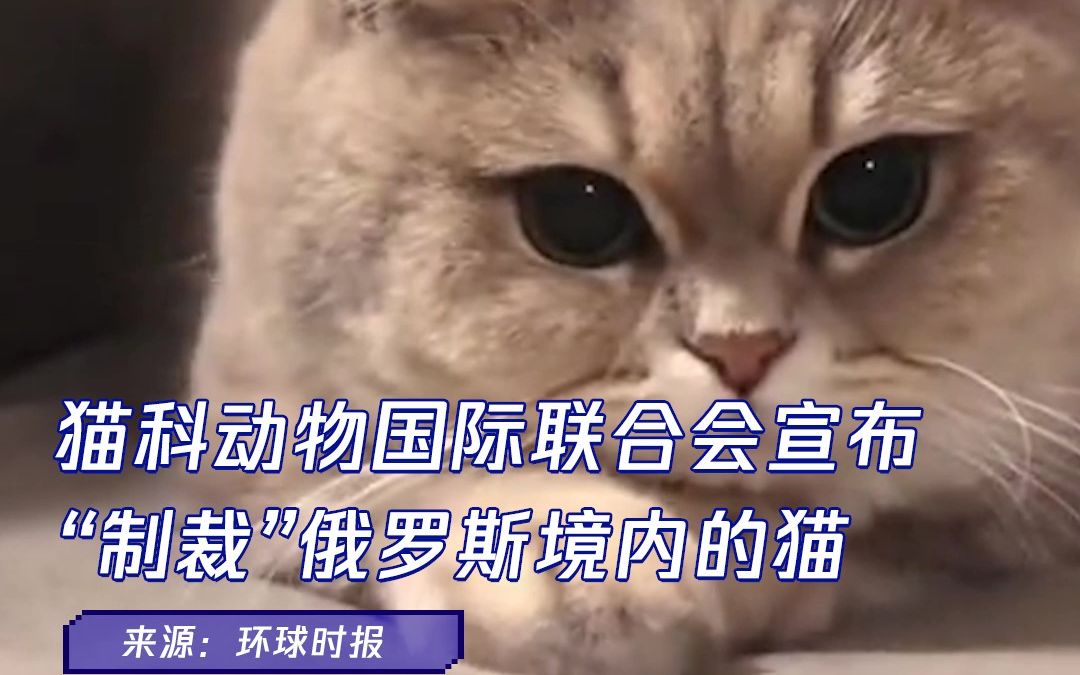 猫科动物国际联合会:对俄罗斯境内的猫进行制裁哔哩哔哩bilibili