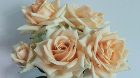 蜜桃雪山第二波春花 现在应该算夏花了吧 哔哩哔哩