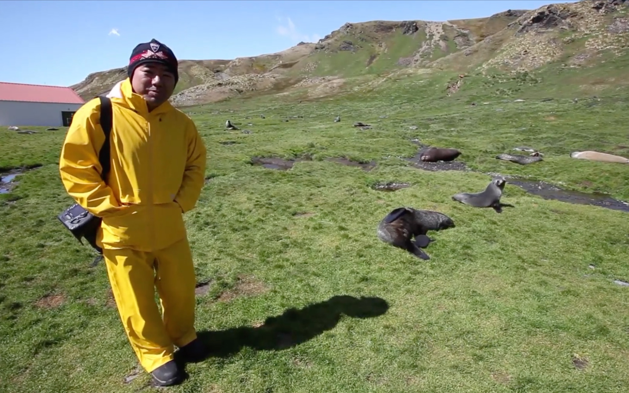 南极的海豹会"放屁"