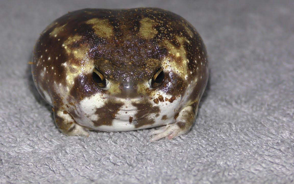 【馒头蛙】一只在叫的小青蛙