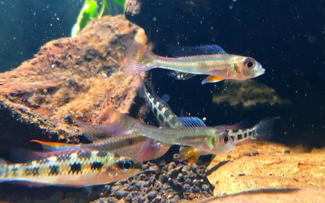 【1.5米南美短鲷缸大混养】作为一个观赏鱼新人up主的第一弹视频