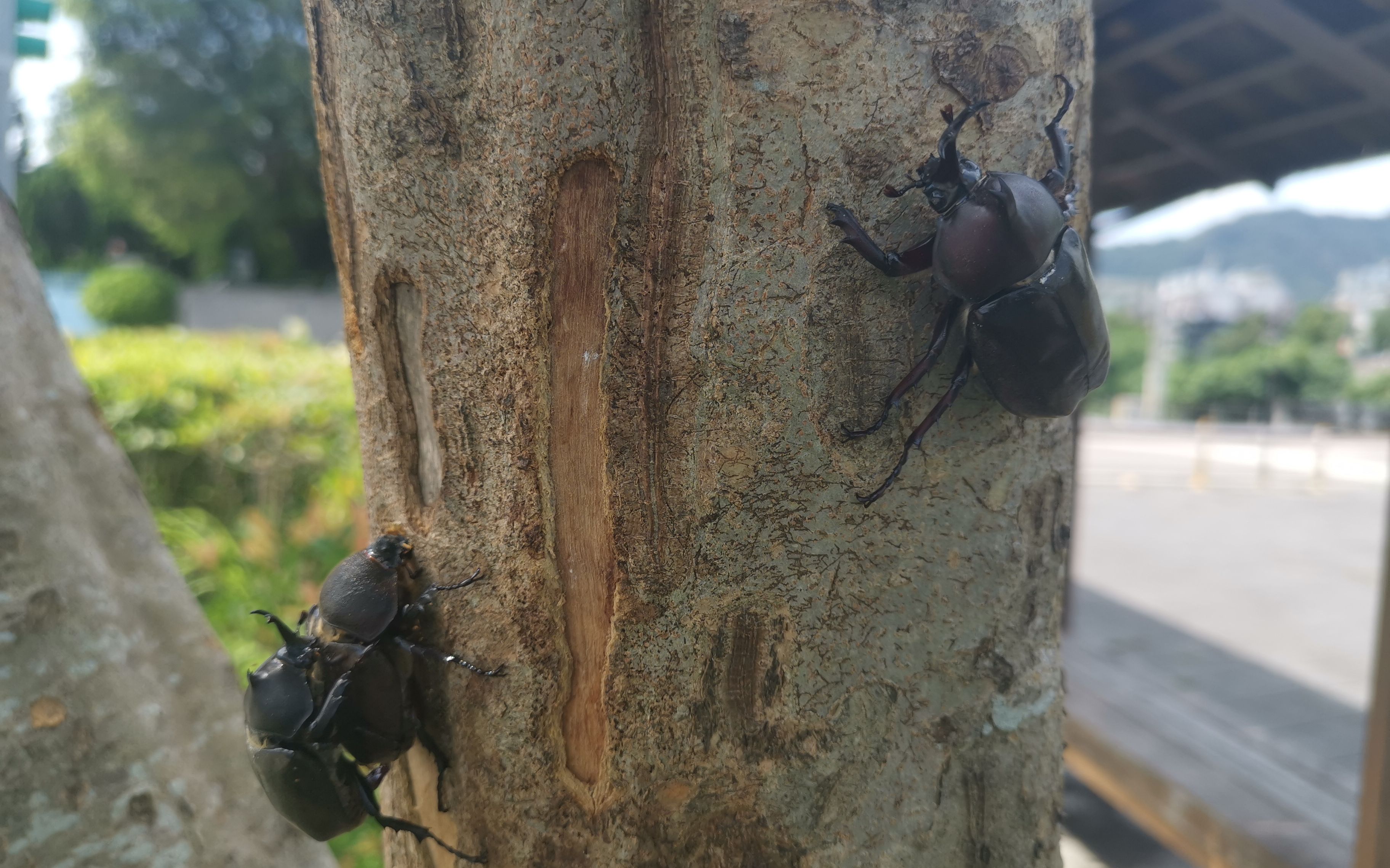 [图]20220714_105146_大漢溪畔獨角仙秘境_生態教育3之3