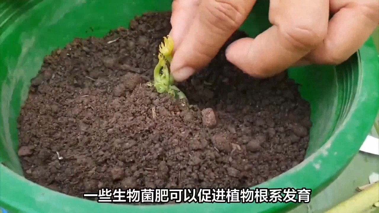 生根最快的土办法,要注意植物的种类和特性哔哩哔哩bilibili