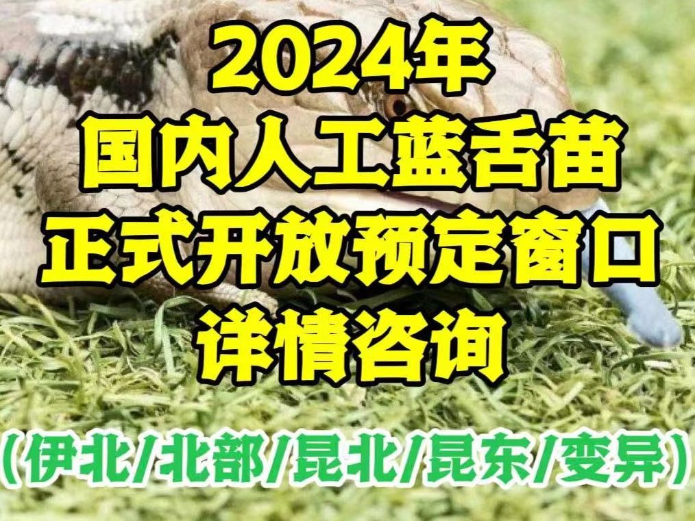 2024年蓝舌石龙子各大商家预定价格表合集整理,对价格拿捏不准的萌新必看!哔哩哔哩bilibili