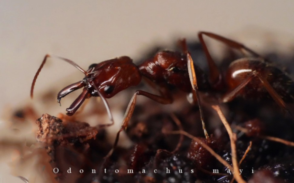 梅大齒猛蟻(odontomachus mayi)紀念片