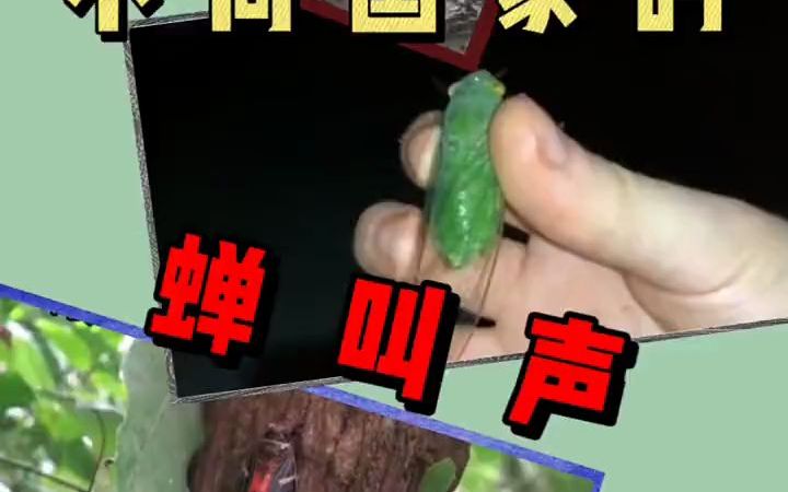 不同国家的蝉叫声哔哩哔哩bilibili