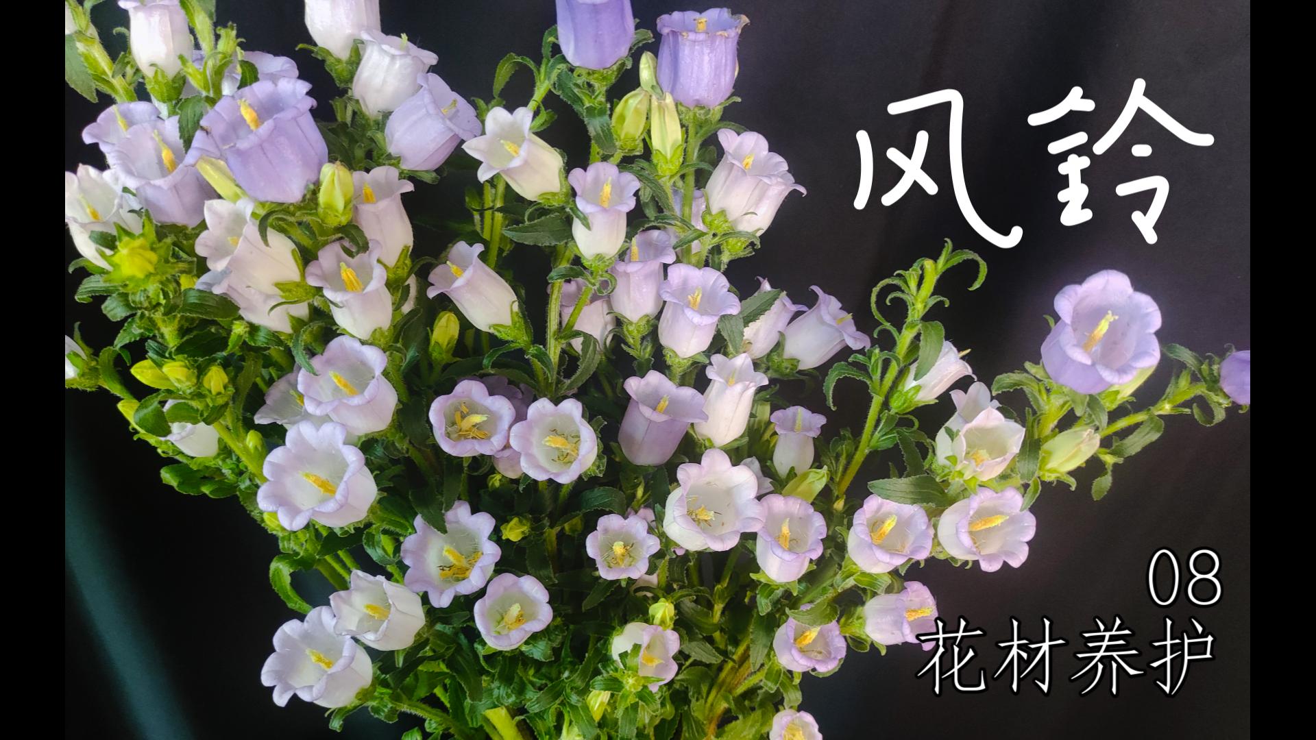 [花材养护] 08 风铃花哔哩哔哩bilibili