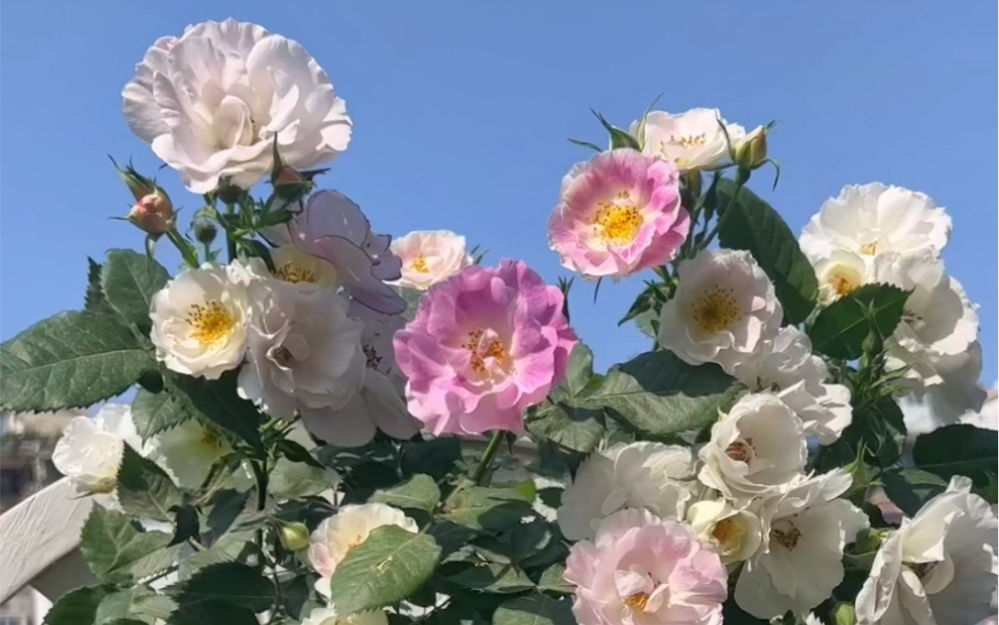 宿迁月季小白花图片