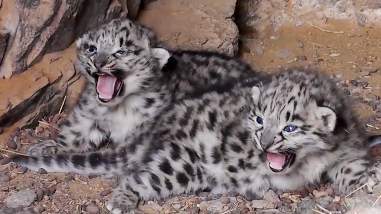 研究人员进入山洞,意外发现两只雪豹宝宝,奶凶奶凶的