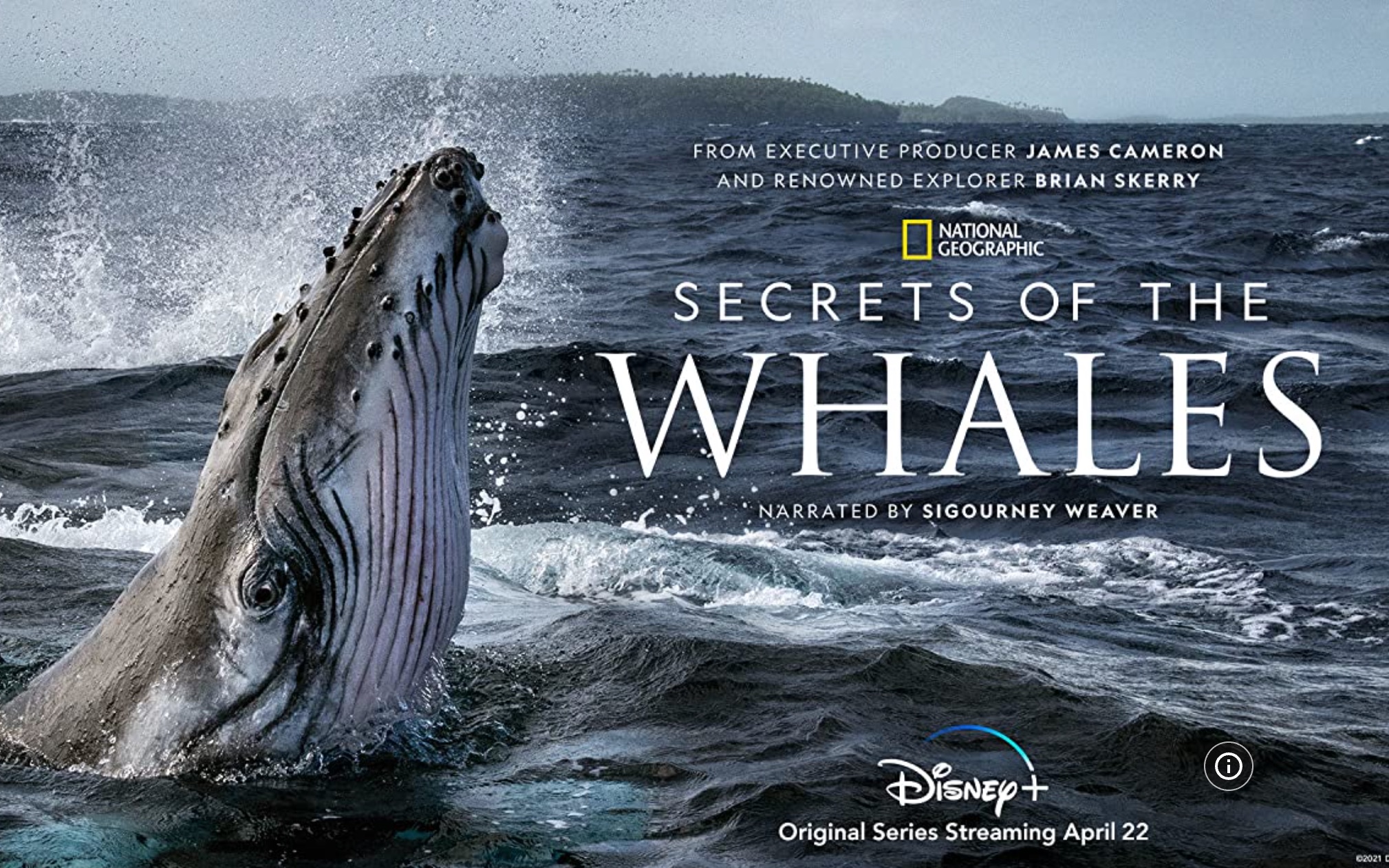 [图]【纪录片】Secrets Of The Whales 2021