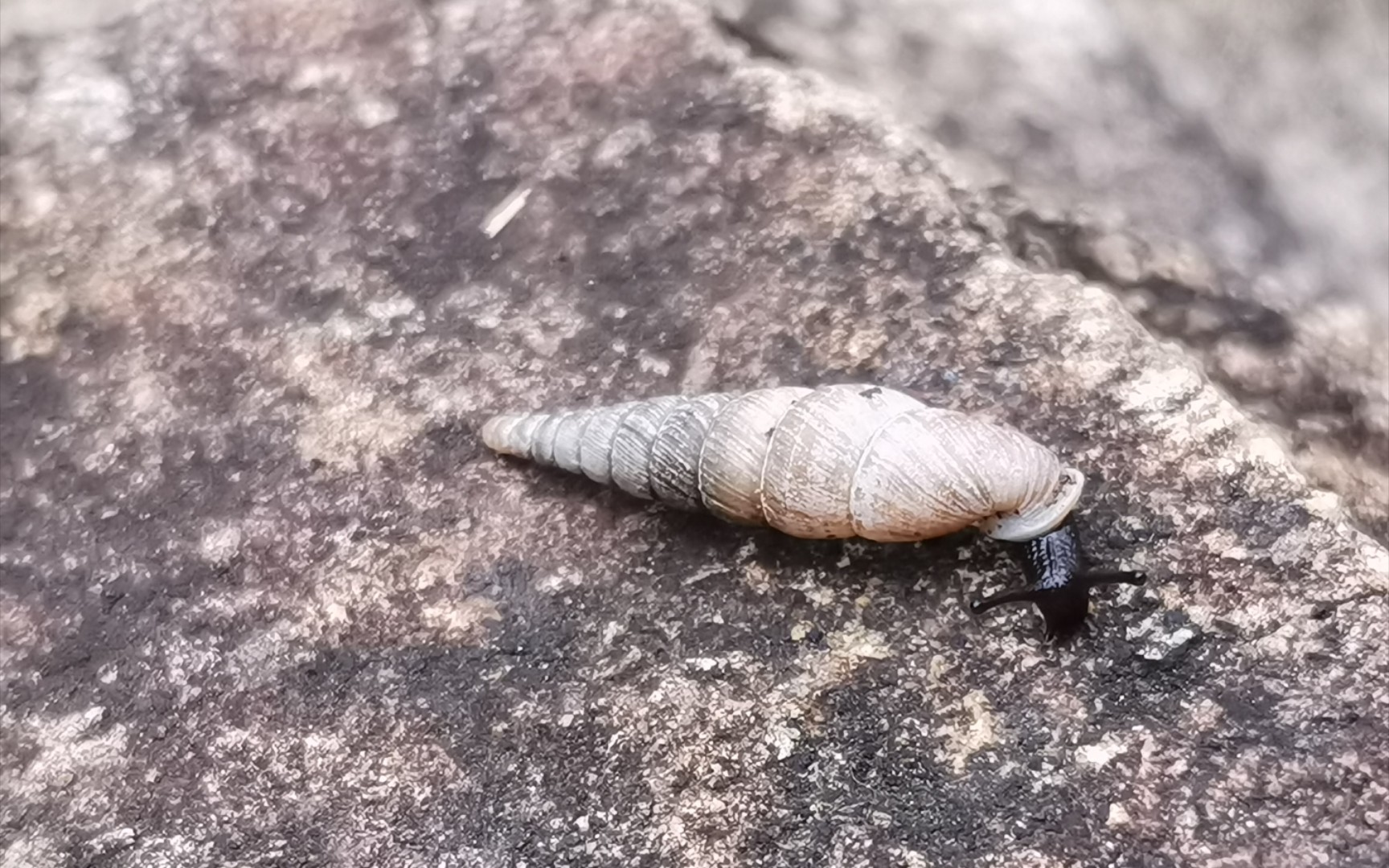 黄脚胡蜂吸树汁,黑头蜡嘴雀嗑朴树?啥烟管螺?