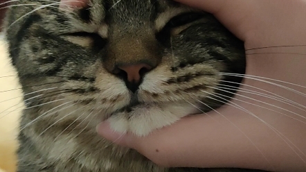 温柔似水小猫咪秒变吊睛白额大老虎