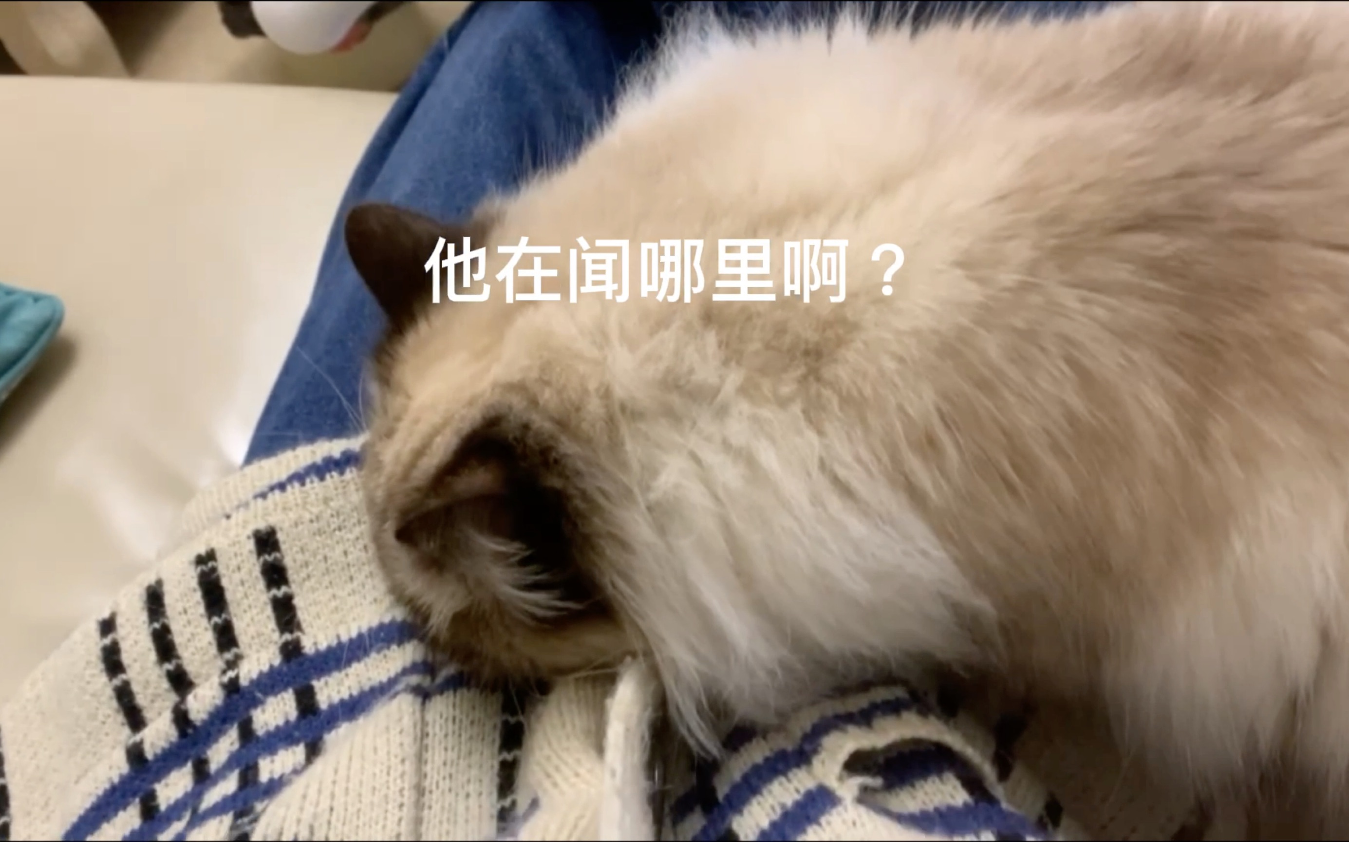 [图]猫猫不可以瑟瑟，你可以踩奶，但是你不能踩档