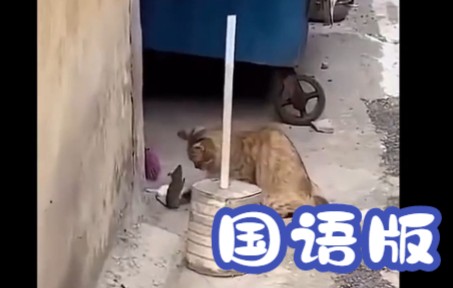 【国语版】猫和老鼠哔哩哔哩bilibili