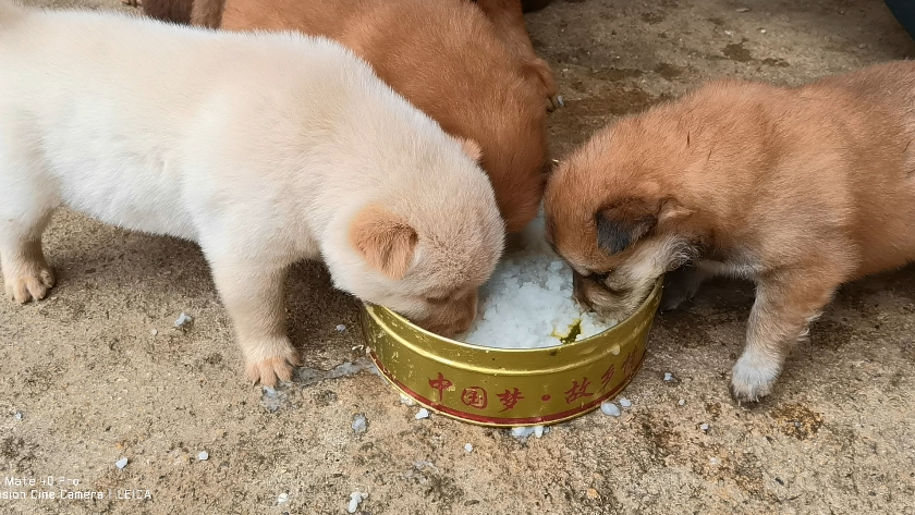 【中华田园犬】26天的的小奶狗开始吃粥了