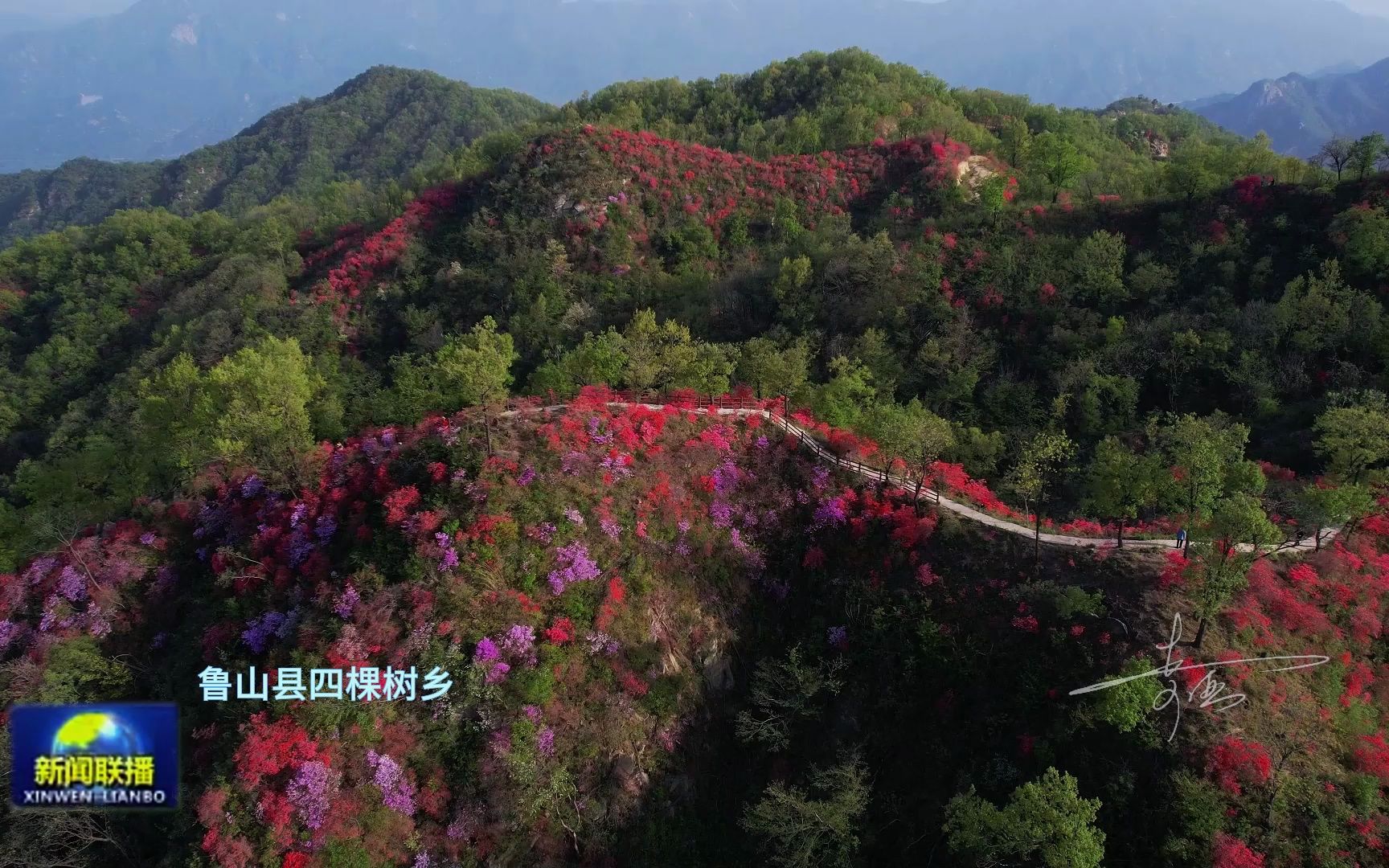 20230416四棵树杜鹃花