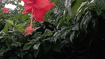 【胡克家的小美丽】第一支视频求三连!