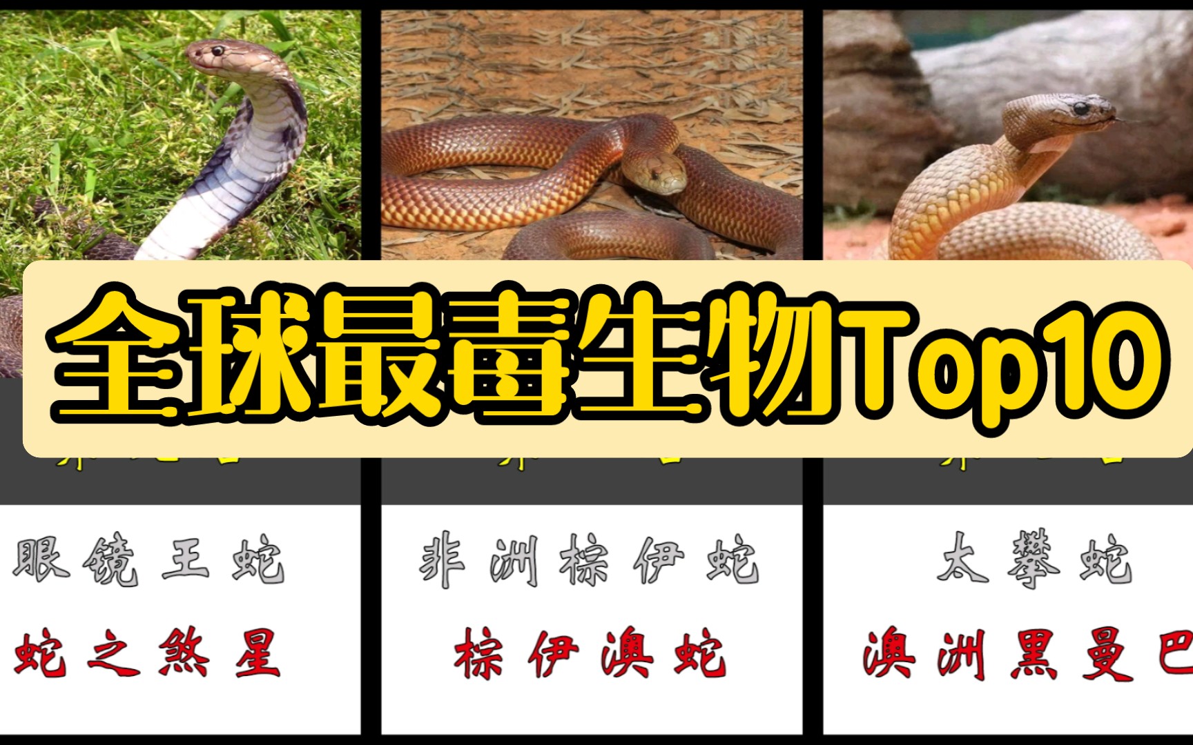 世界上最毒生物排名Top10哔哩哔哩bilibili