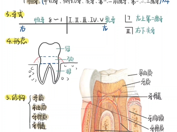 [图]［免费分享］系统解剖学霍琨老师笔记医学生重点解剖笔记期末考试考公考研都可用