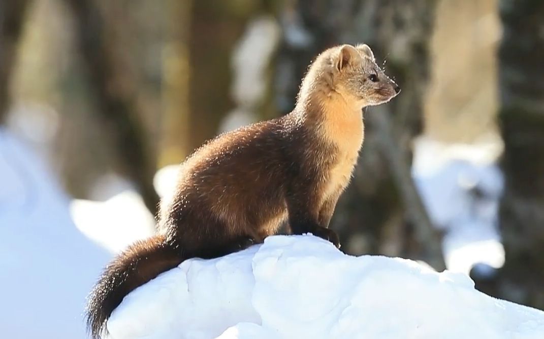 林中兽影——黄喉貂