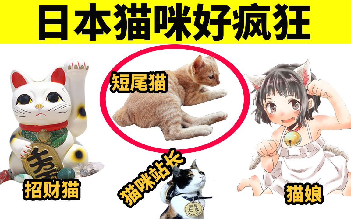 日本为什么这么爱猫?猫娘、招财猫、猫咪文化很流行!哔哩哔哩bilibili