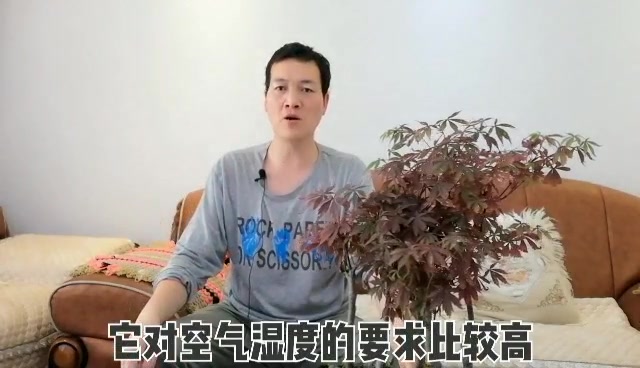 “丛林”式,“红枫”盆景,夏季“管理”要点哔哩哔哩bilibili