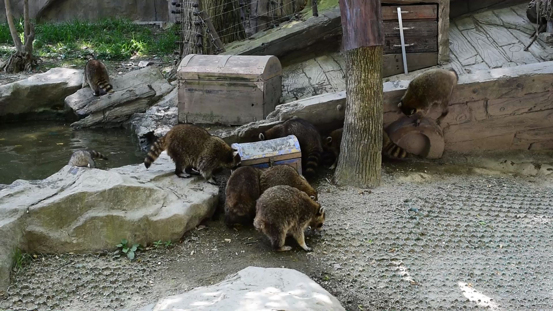 上海野生動物園-浣熊_嗶哩嗶哩_bilibili