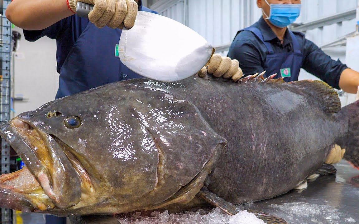 国外高手宰杀龙趸,处理超过200多斤的石斑鱼,让大家见识一下