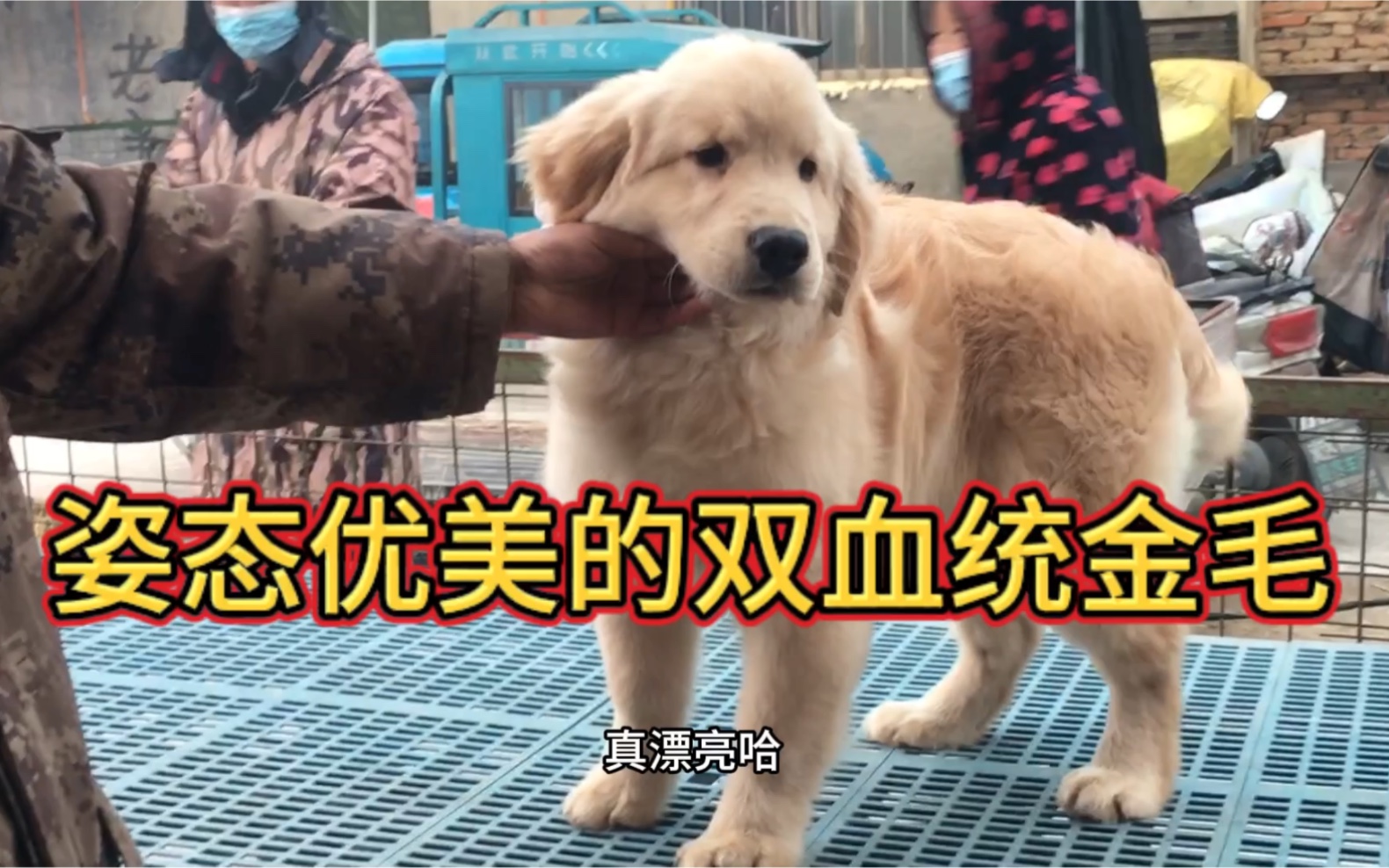 [图]宠物界的大暖男金毛犬，温顺听话又聪明