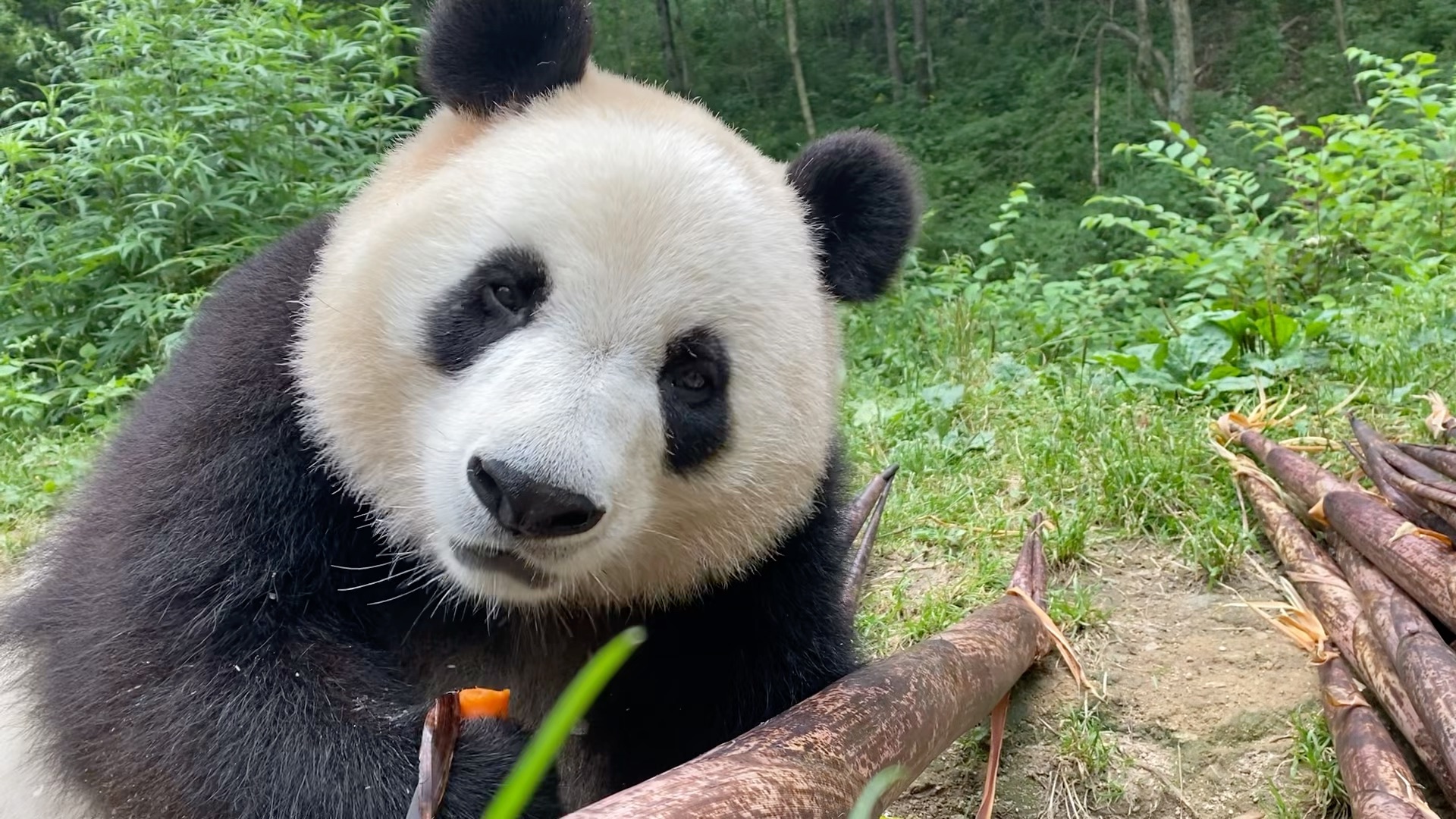 小可爱开启一天好心情,虽然雨很大很大-羽翼深蓝0120-默认收藏夹-哔哩