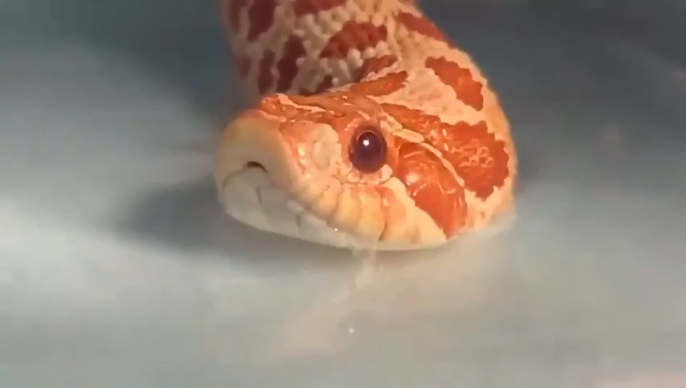 活动作品猪鼻蛇蛇喝水