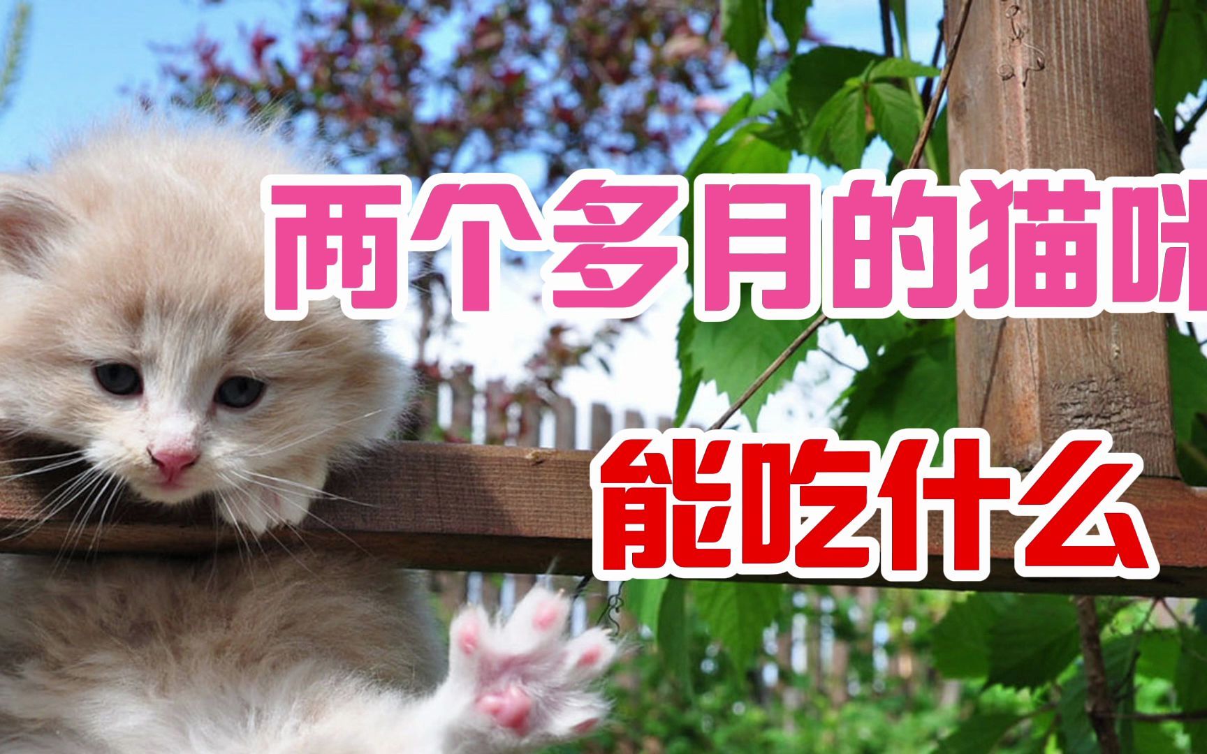 两个多月的猫咪能吃什么哔哩哔哩bilibili