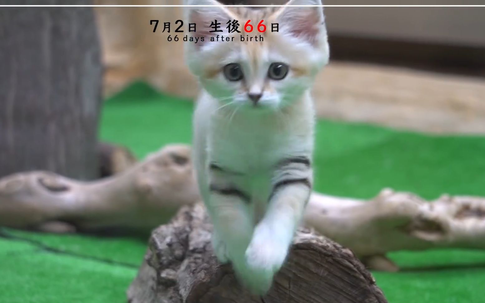 [图]《沙丘猫成长日记》⑩ 出生后65〜74天 "Growth Diary of Sand cat's baby" vol. 10