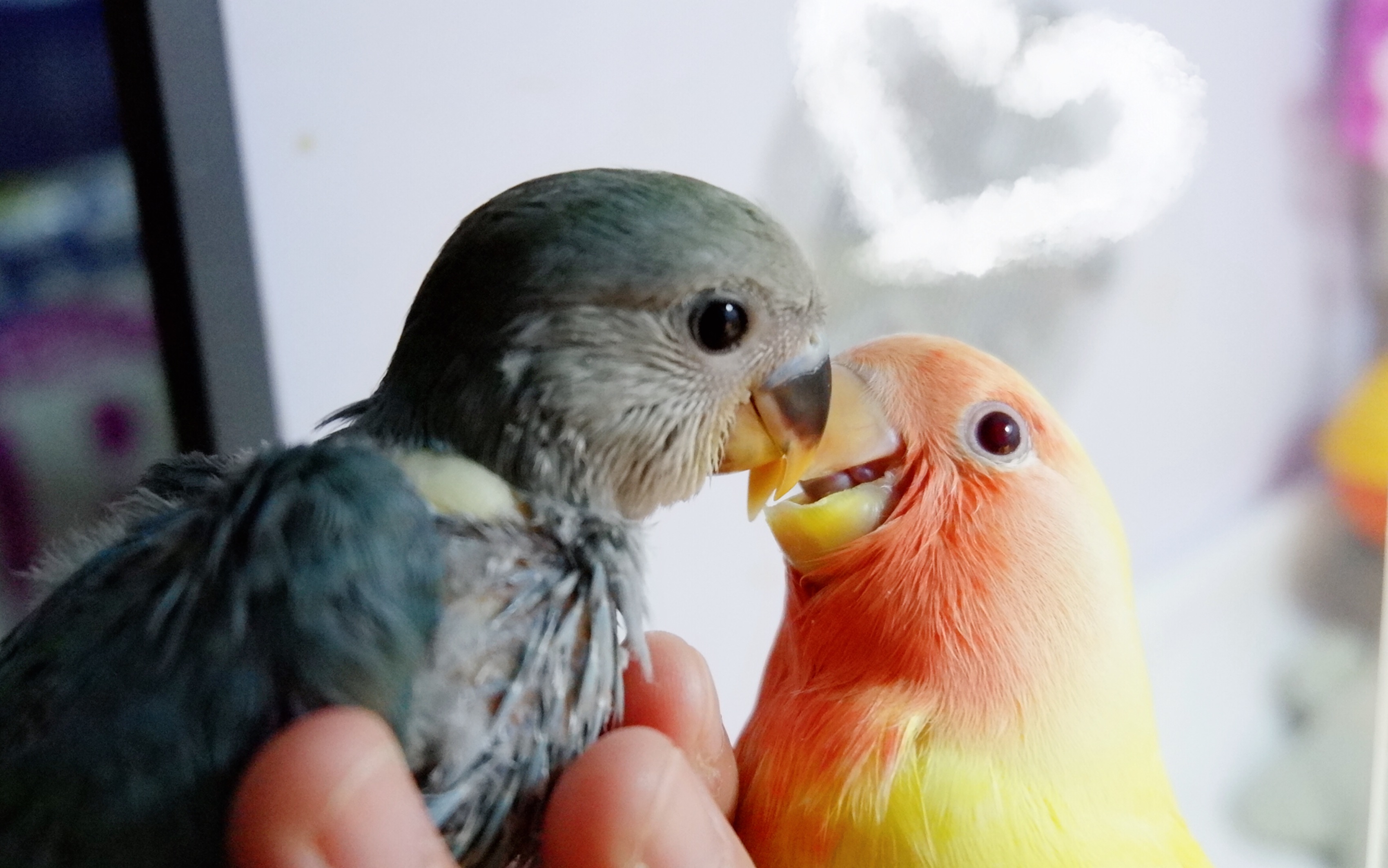 【手养牡丹鹦鹉】曾被父母亲抛弃的蓝色小鹦如今出落得萌萌可爱(68