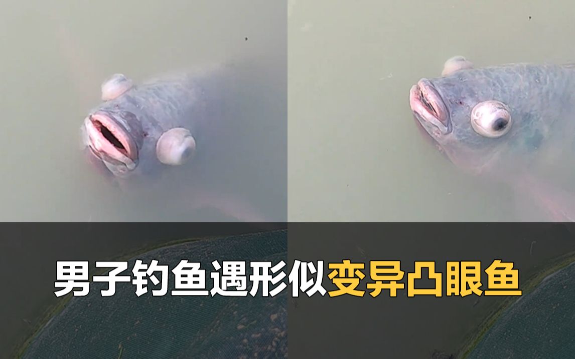 男子钓鱼遇"凸眼鱼",眼球外鼓 形似变异